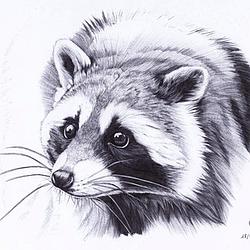 Racoon Radio logo