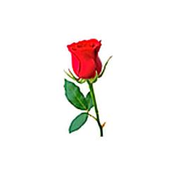 Rondallas y Romance radio logo